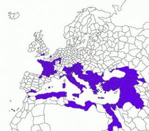 impero.jpg