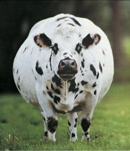 mucca.jpg