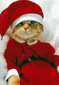 santa_cat.jpg