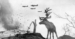 Reindeer.jpg
